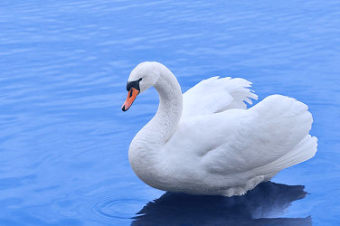 Swan Stock Photo - Download Image Now - Swan, White Color, Water - iStock
